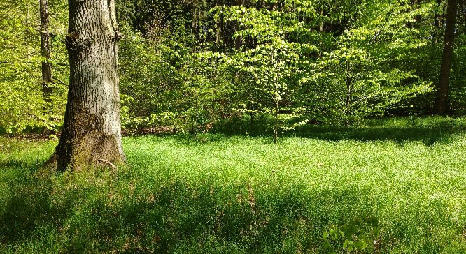 Neuer Kurs: Waldbaden - Die Seele baumeln lassen ...